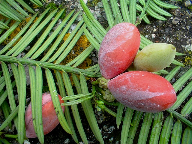 Cephalotaxus harringtonia